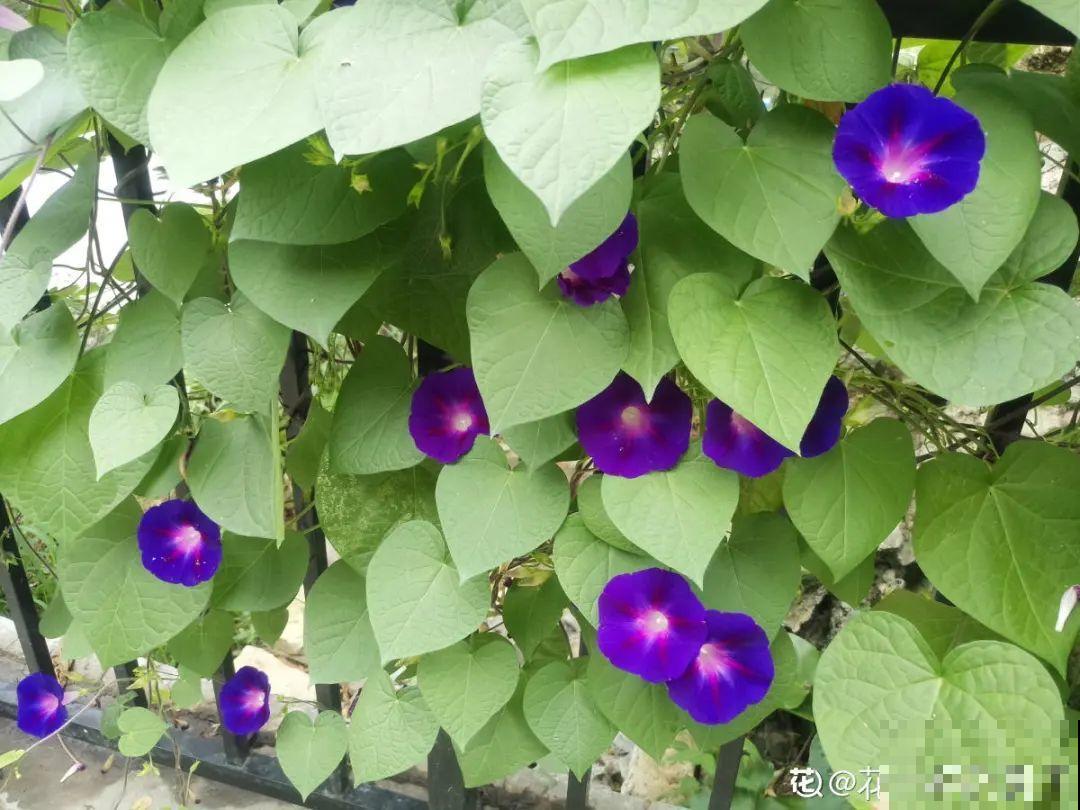 院子长出9种草，看到就铲除，留着就是大祸害