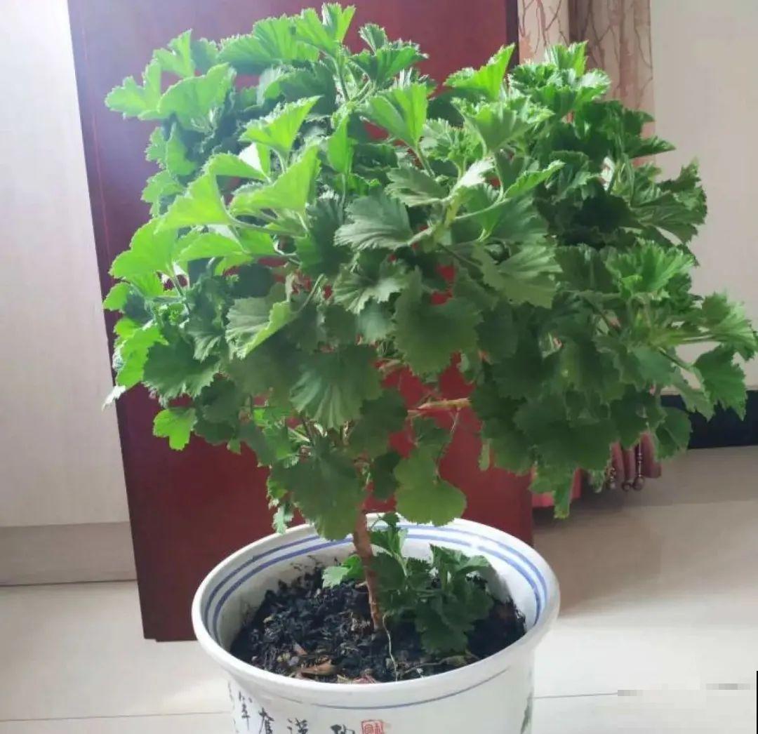 长寿开花后，要好好修剪，很快冒新芽