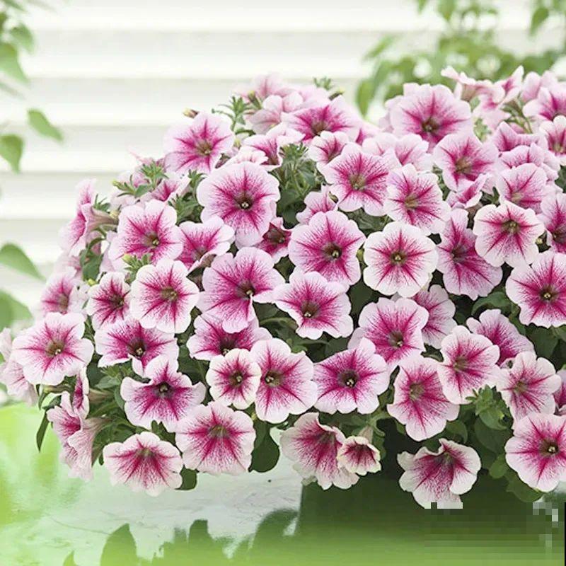 夏天修剪要下狠手,剪得越狠越爆盆,多晒长成大花球 夏天修剪要下狠手,剪得越狠越爆盆,多晒长成大花球