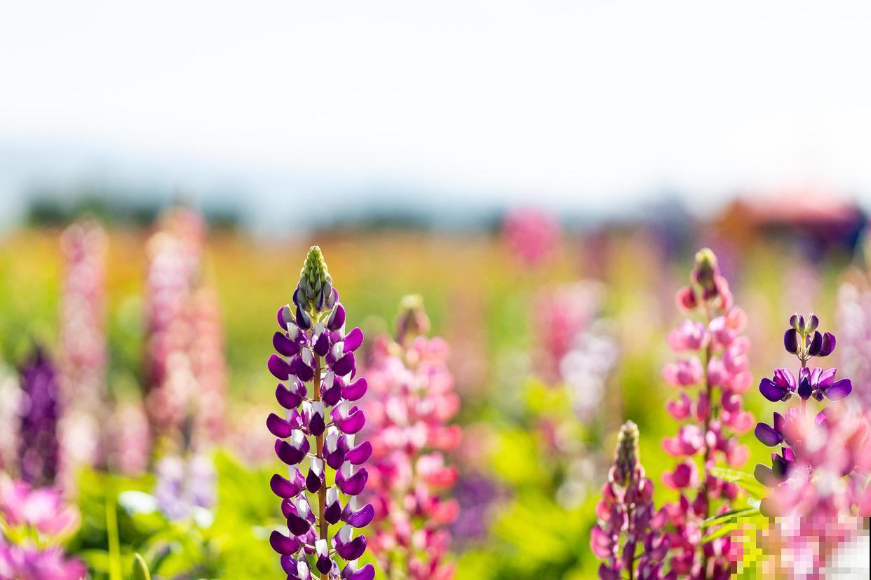 如果我有院子，一定种这3种花，天天有花赏！