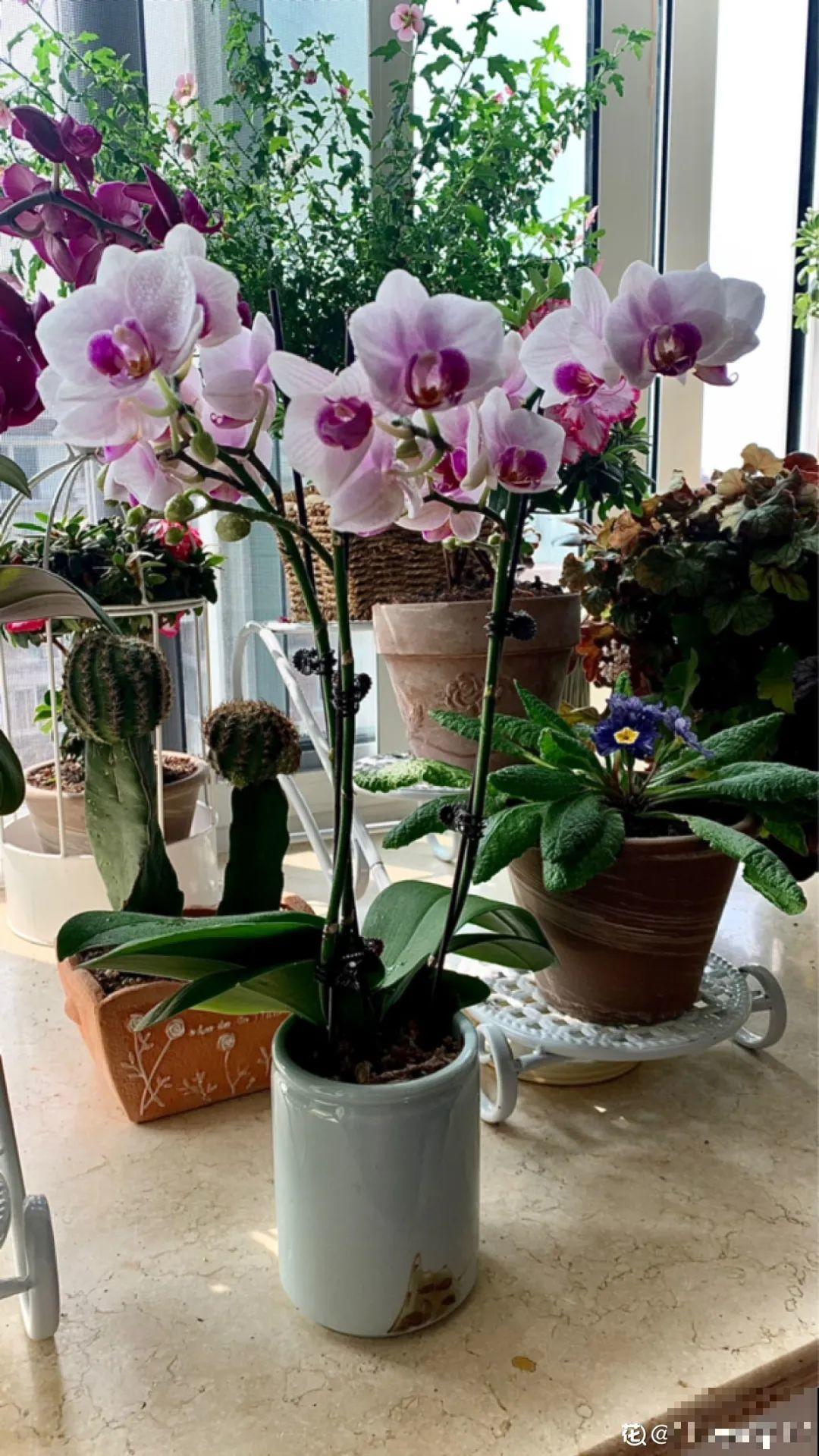 阳台虽小，种点花草，也能变成小花园