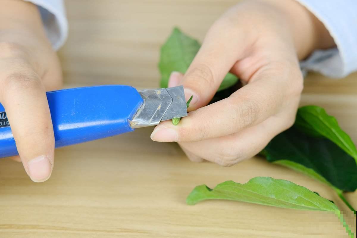 教你两招扦插法,懒人专用,轻松就能活! 教你两招扦插法,懒人专用,轻松就能活!