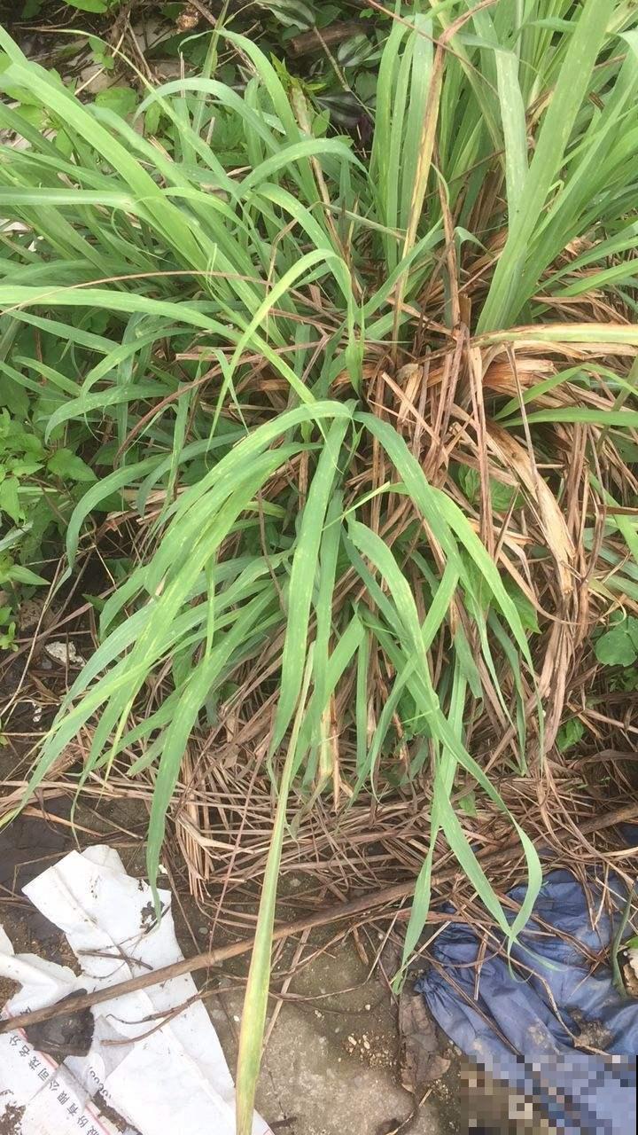 老中医都爱养的花，养在家里好处多，养人养身心