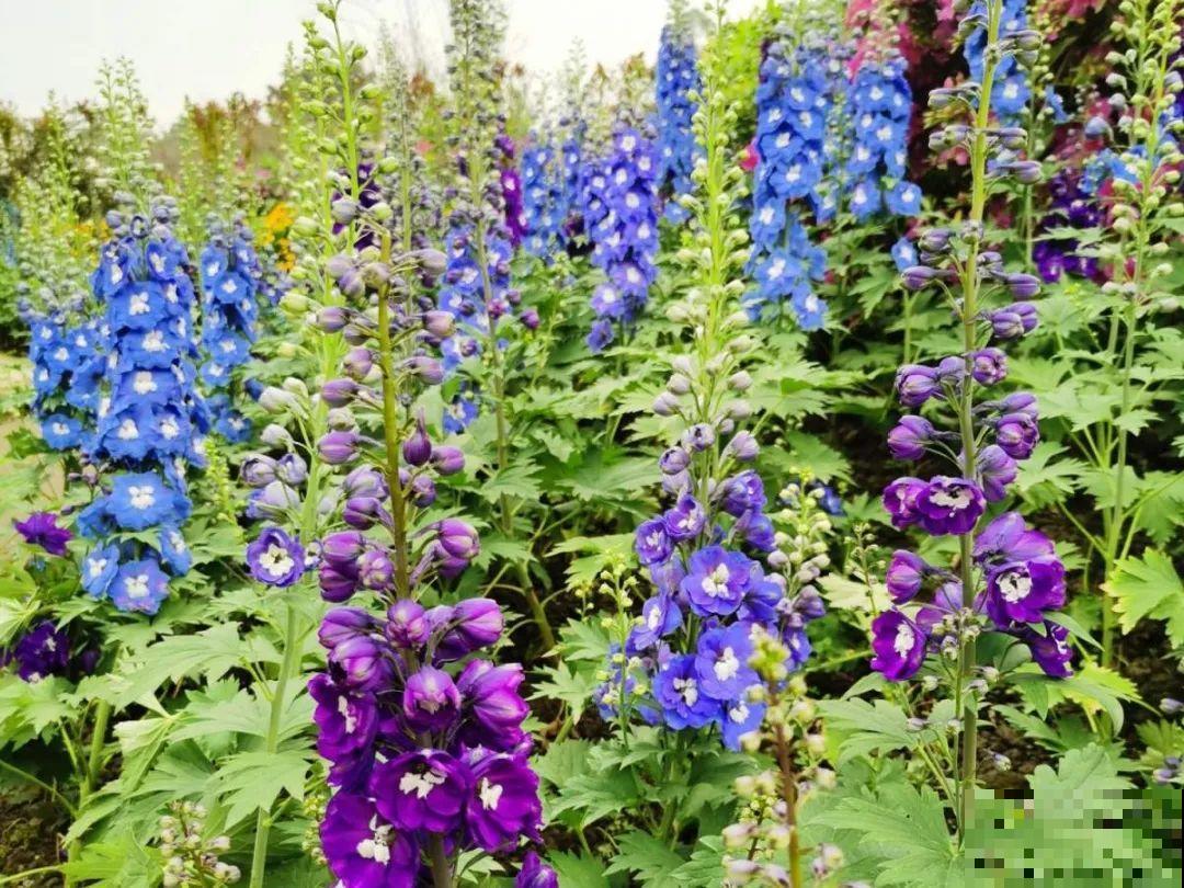 5月出门,收下这份百花图谱,啥花都能叫上名! 5月出门,收下这份百花图谱,啥花都能叫上名!