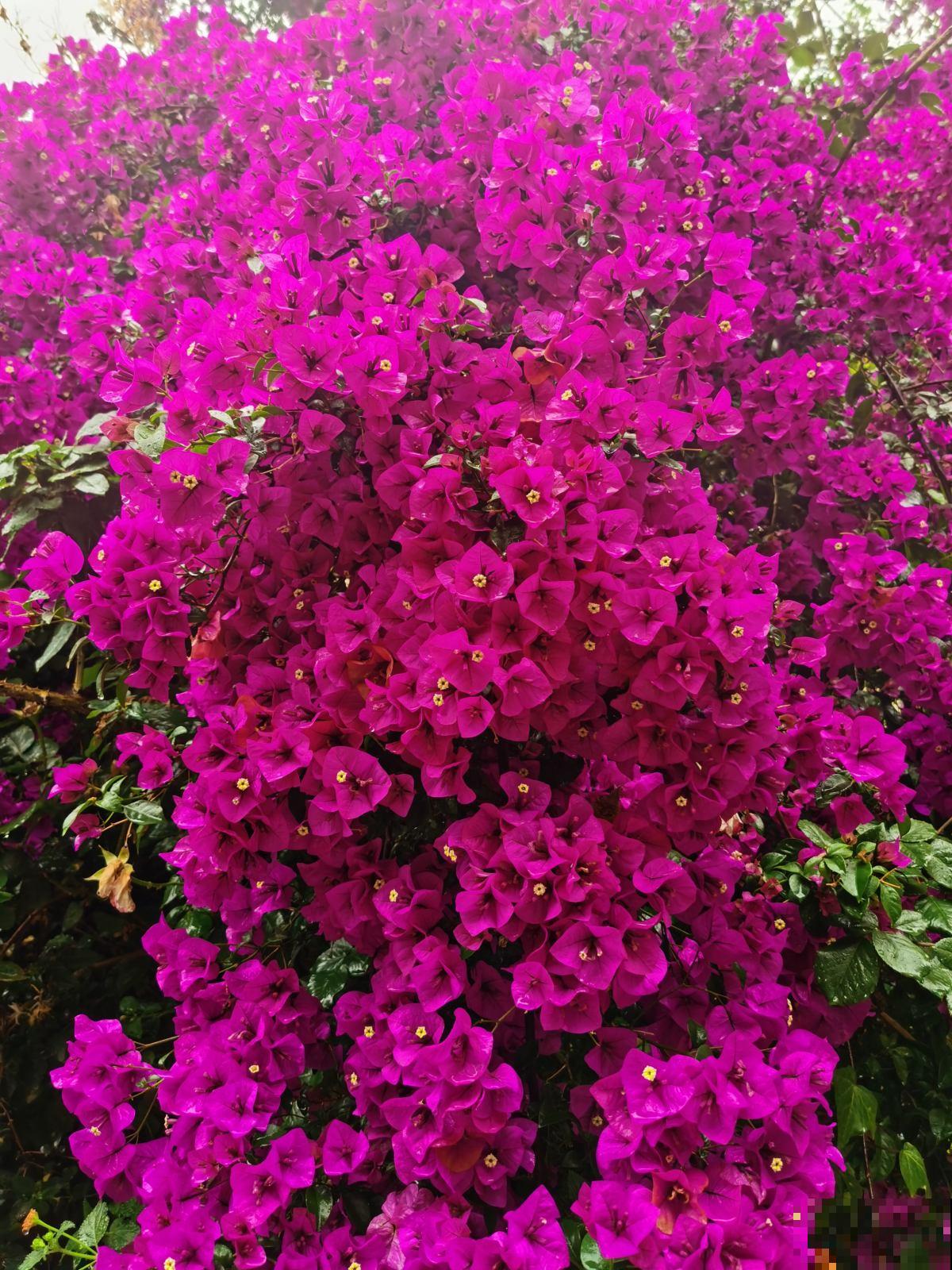 家里只要养一种花，夏天变成“花帘子”，天天看心情都变好