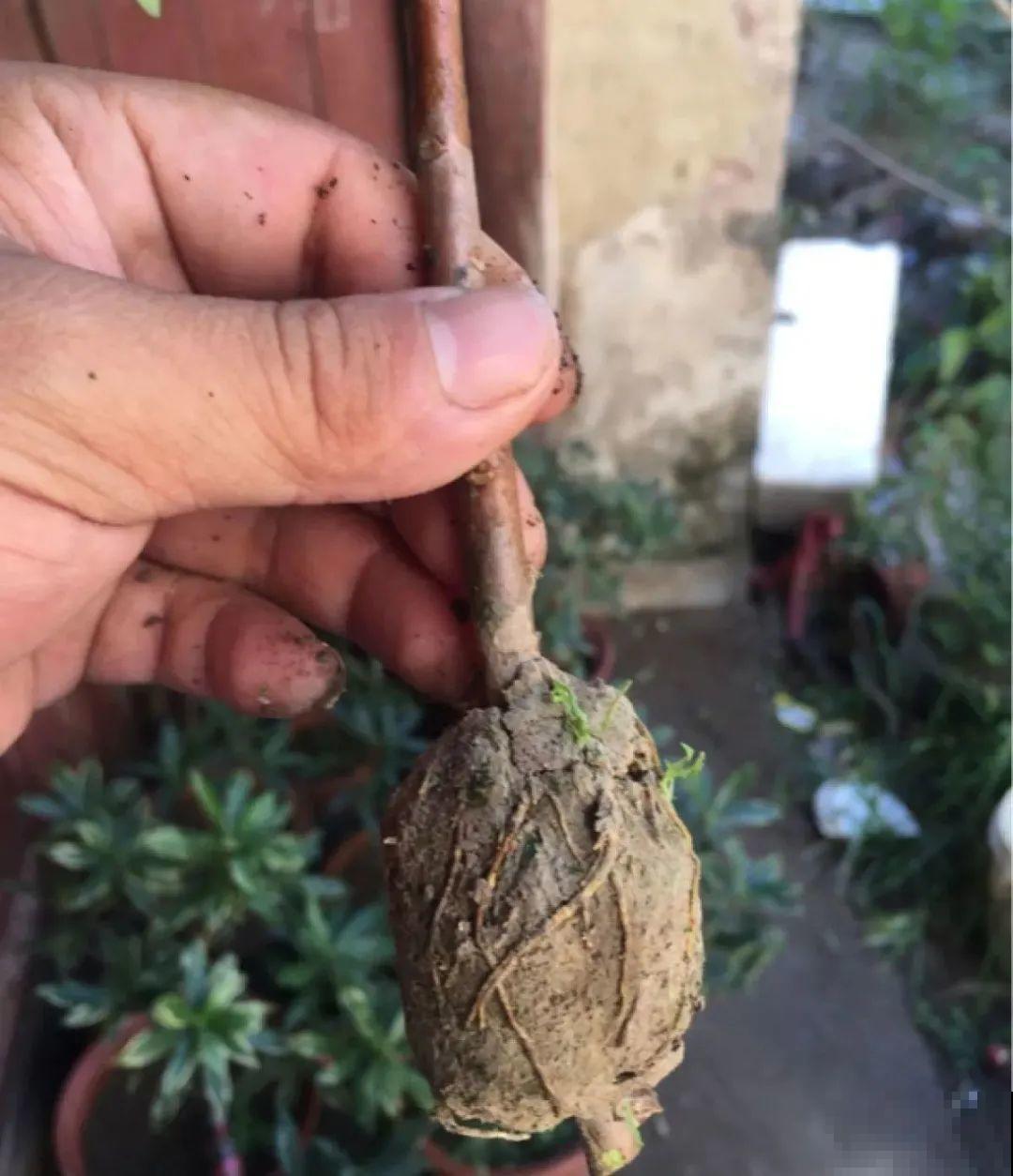 春天最佳繁殖季，扦插播种分株压条，成活率特高