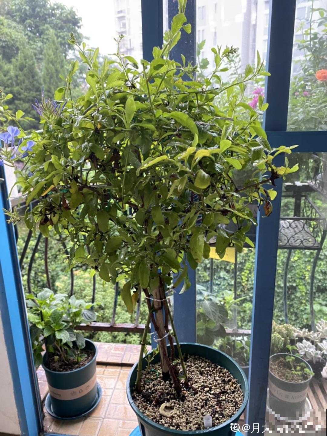 家里养了月季,花后使劲剪,越剪越开花,真省心 家里养了月季,花后使劲剪,越剪越开花,真省心