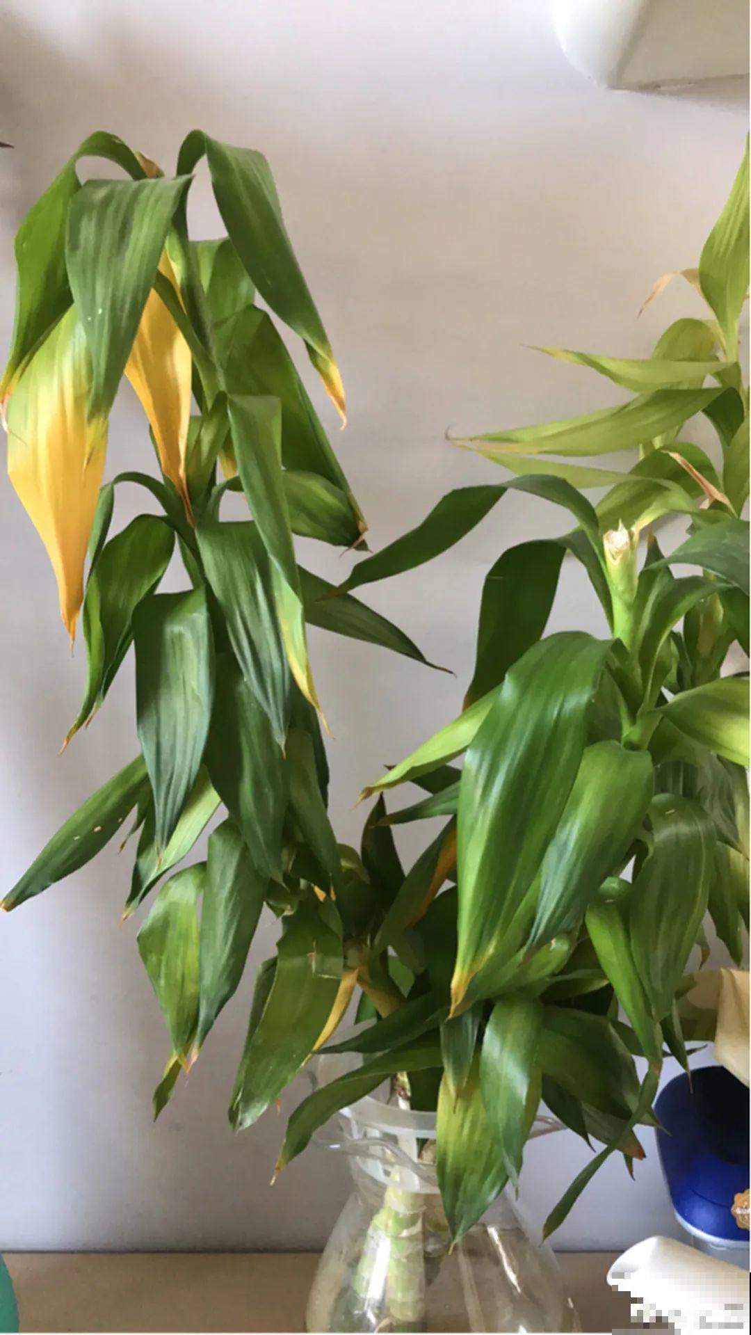 养花必备硫酸亚铁,叶子变绿了,小芽呼呼冒 养花必备硫酸亚铁,叶子变绿了,小芽呼呼冒