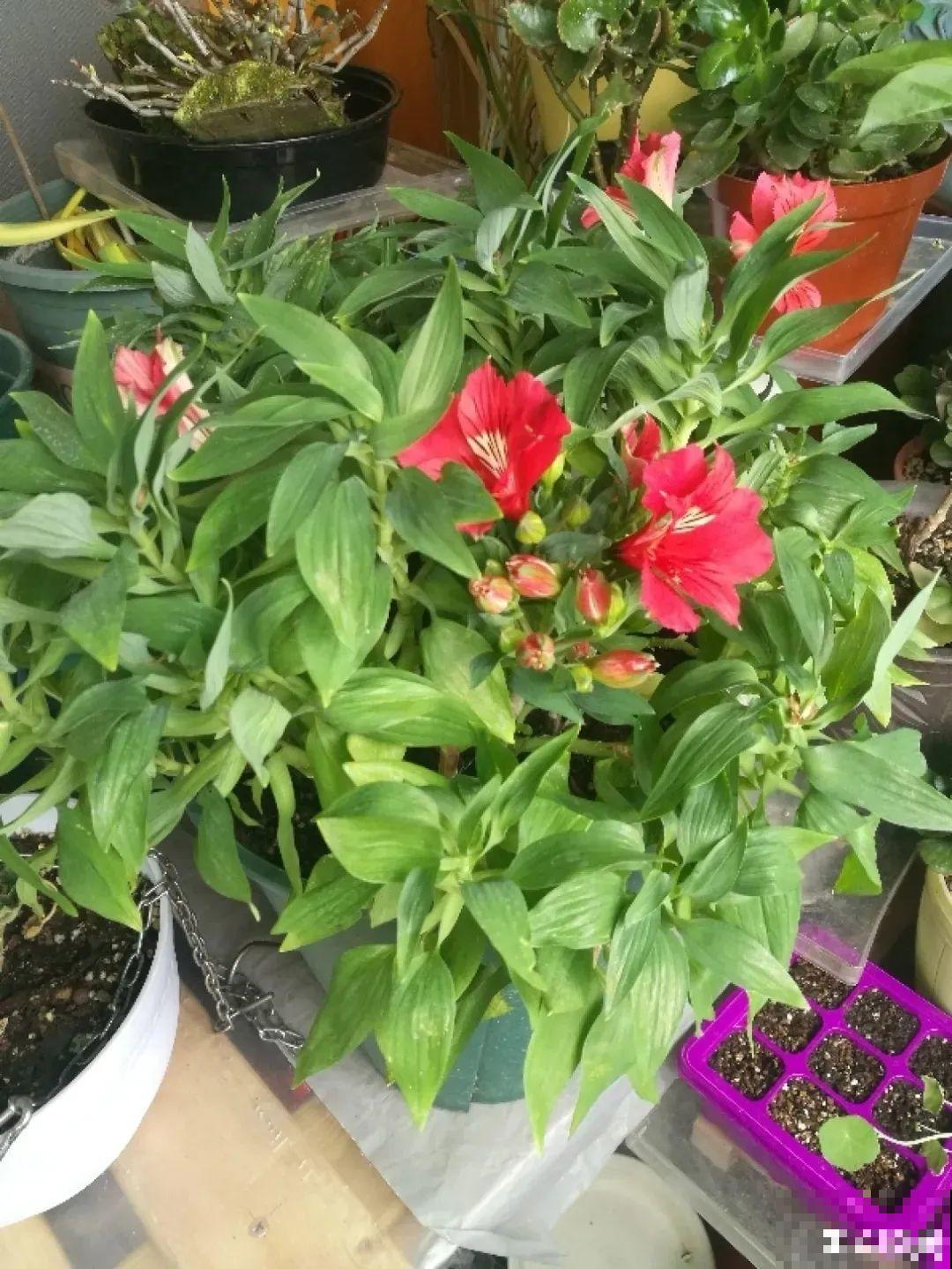 六出花特耐旱，浇水少也能疯长，开花比杜鹃还美