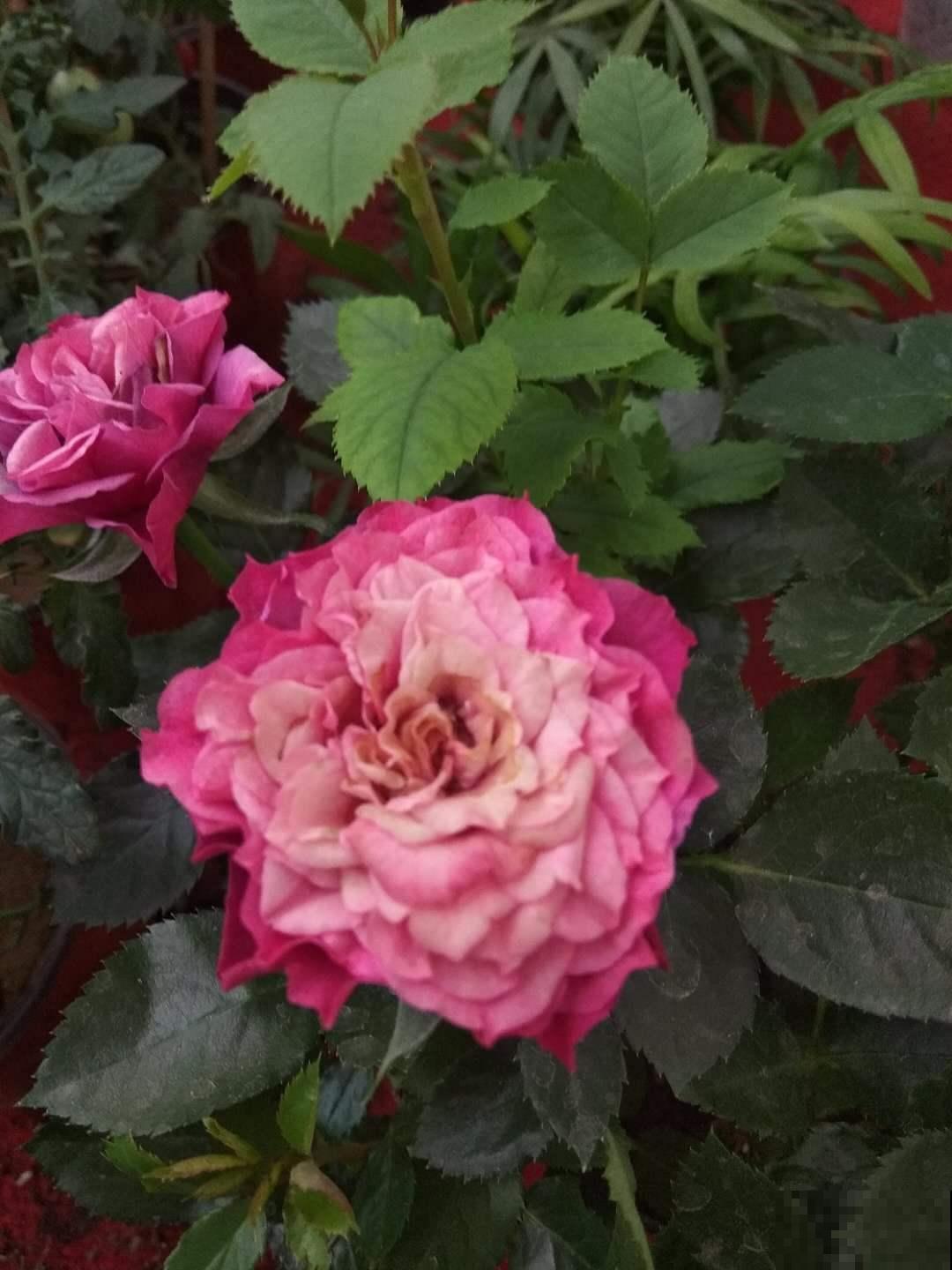 新手养不好月季？往往是忽视这3点，赶紧重视起来！