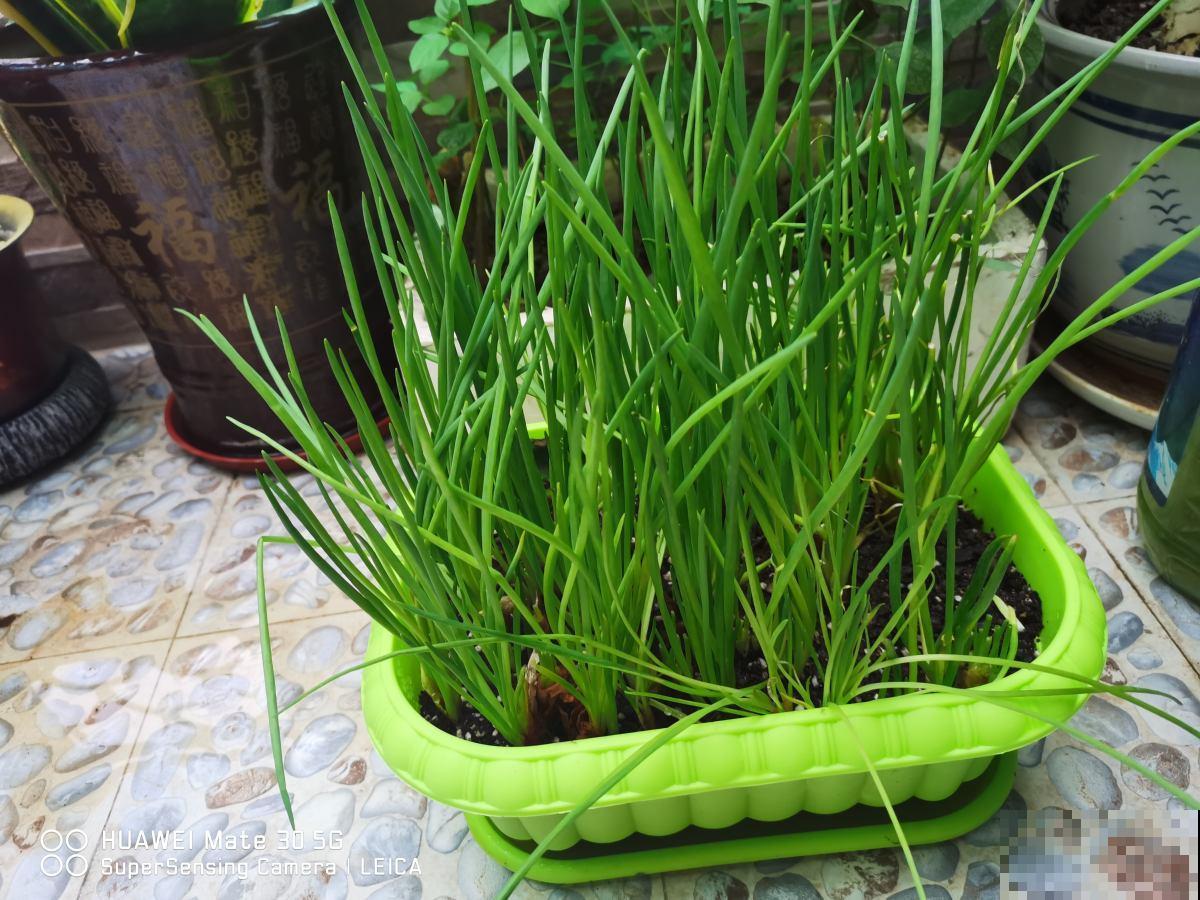 在家种4种蔬菜，简单好操作，生长速度快