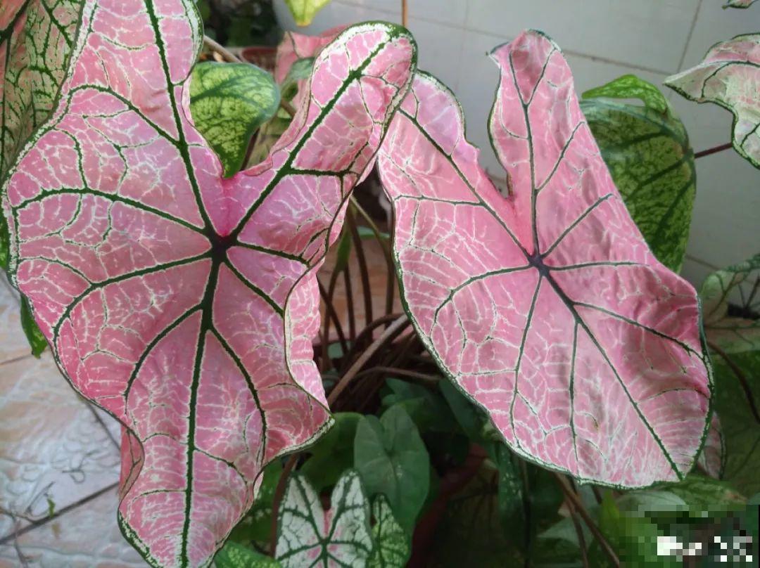 28种耐阴花，没光也能开爆盆，养在家里超有范儿