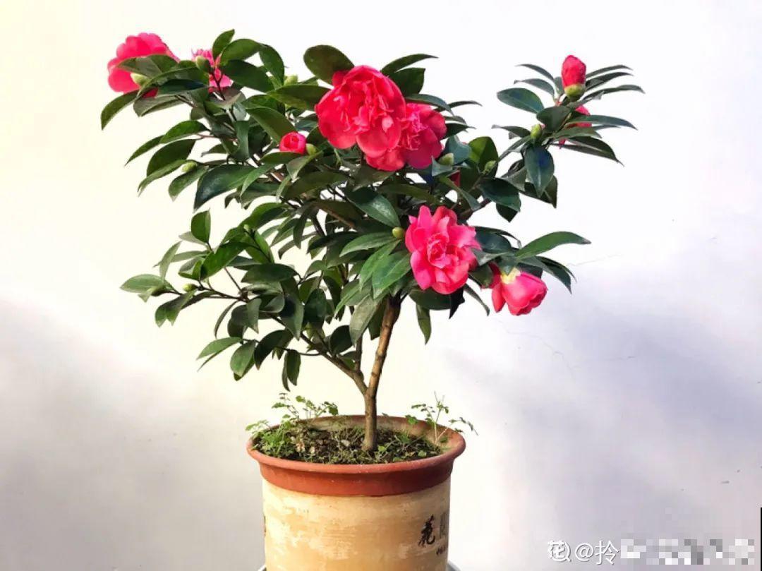 夏天怕晒的花,赶紧搬到阴凉地儿,再晒成枯杆了 夏天怕晒的花,赶紧搬到阴凉地儿,再晒成枯杆了