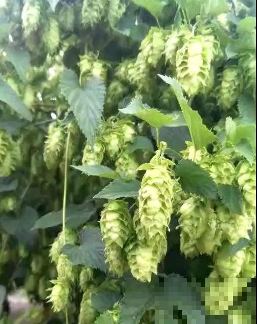 啤酒为什么叫啤酒？都是因为这种花，加入一点口感变好！