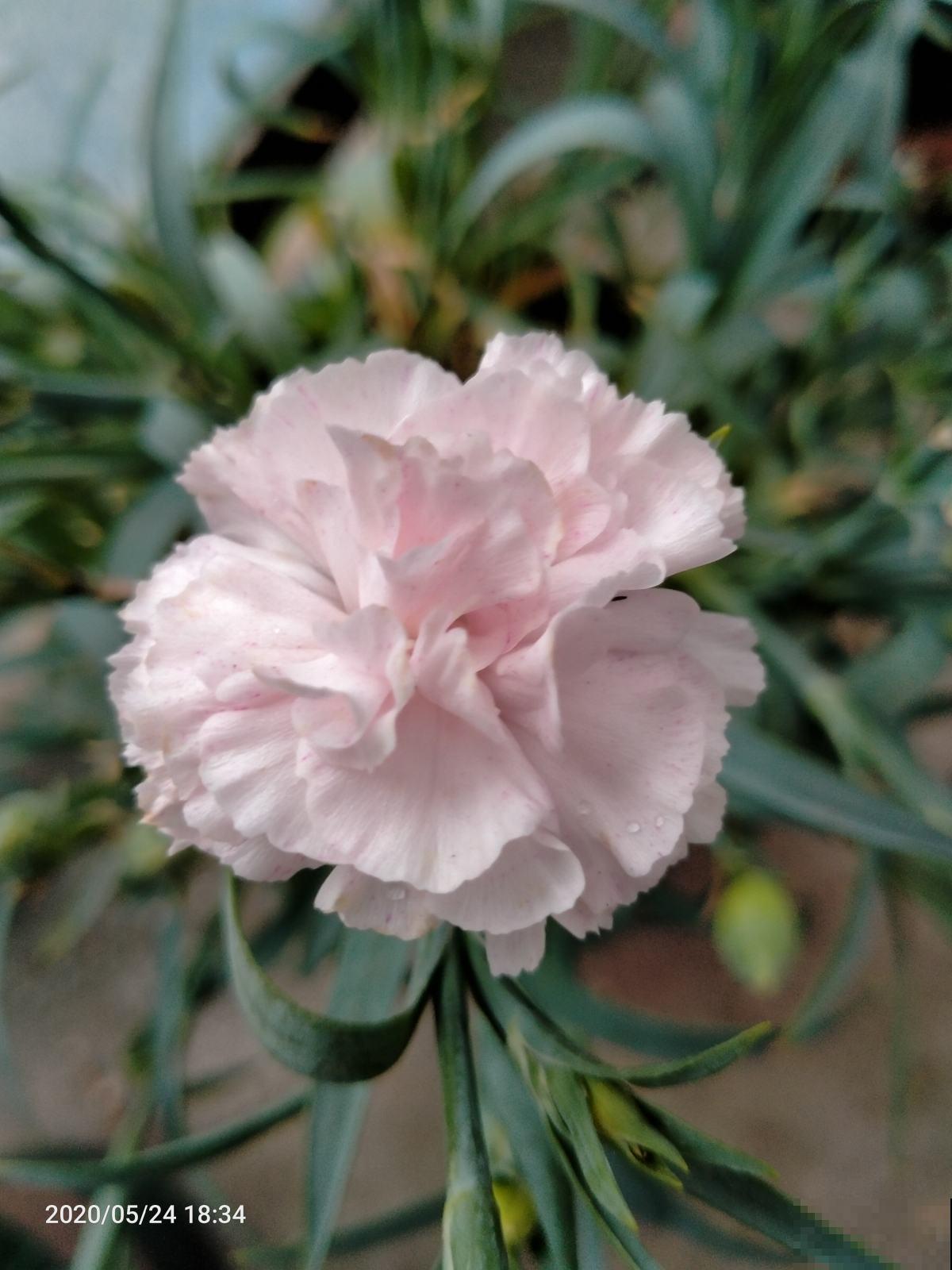 人人都知道的母亲花，开花鲜艳好看，花期超长