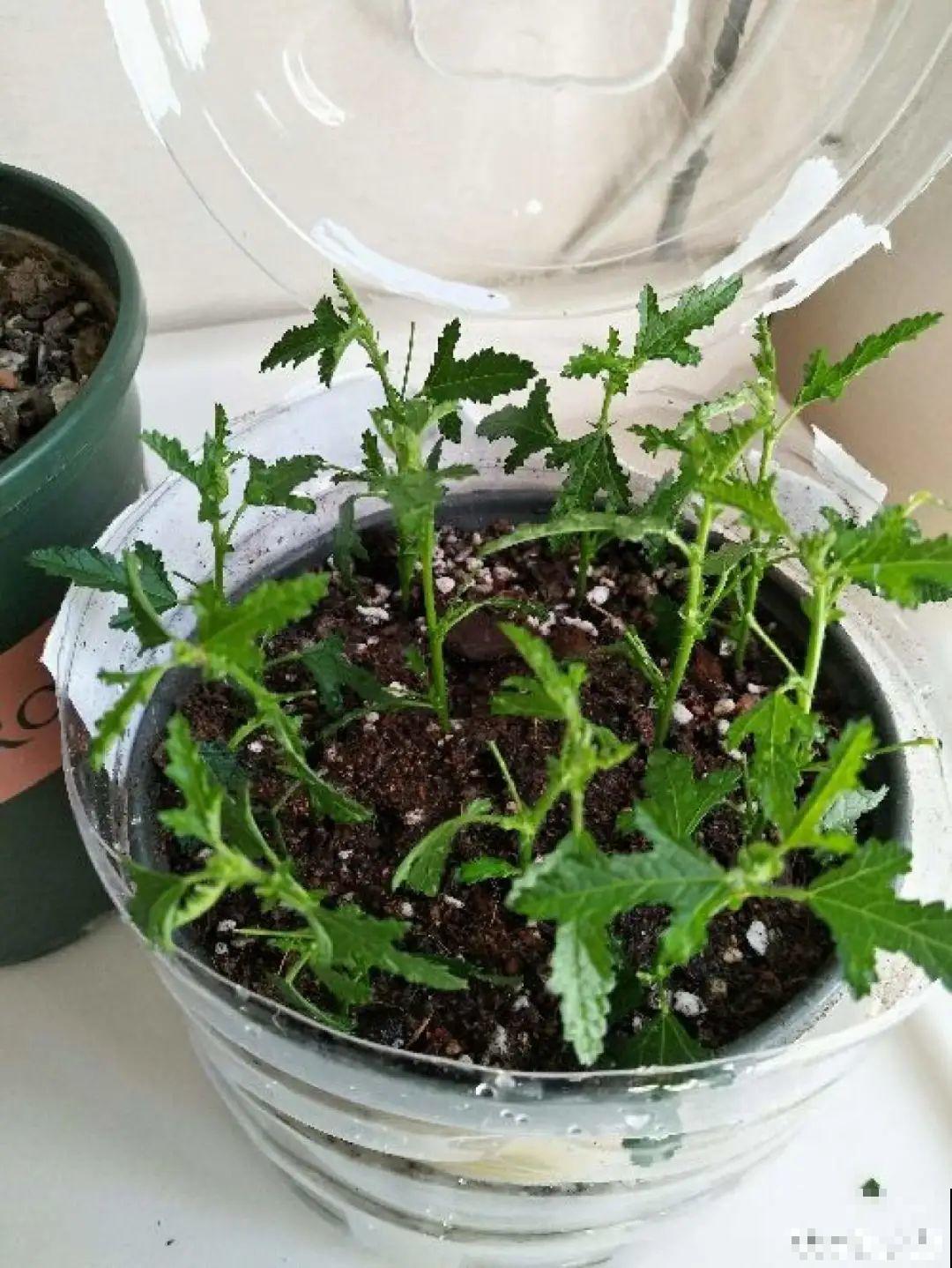 8种花赶紧剃头，剃得越狠，开花越多