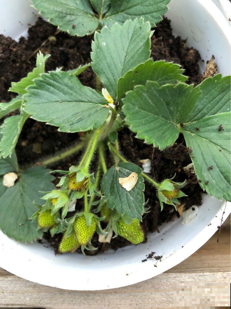 草莓这么养,从播种到结果,包你吃得停不下来! 草莓这么养,从播种到结果,包你吃得停不下来!