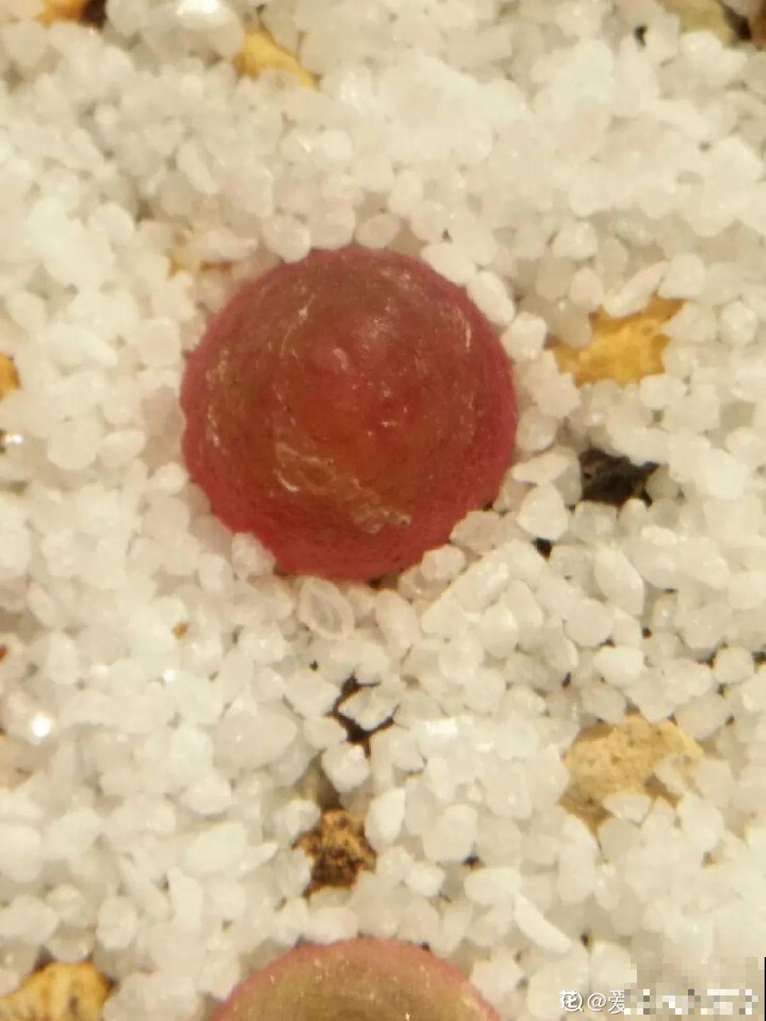 养多肉的人里，有一群“屁股花”爱好者，养的多肉超可爱