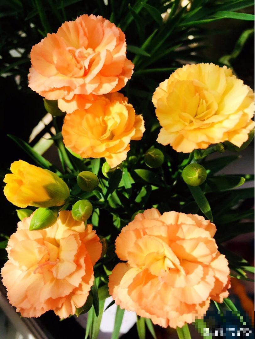 人人都知道的母亲花，开花鲜艳好看，花期超长