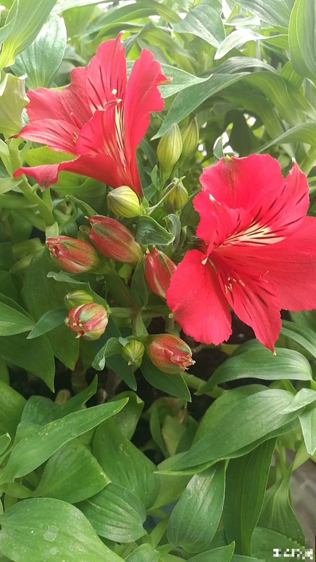 六出花特耐旱，浇水少也能疯长，开花比杜鹃还美