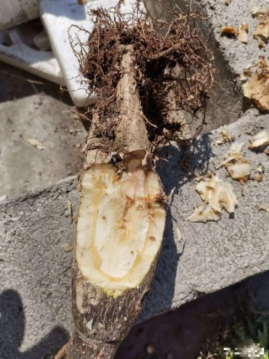 虐着养的花，剪成秃子，半月不浇水，呼呼开花