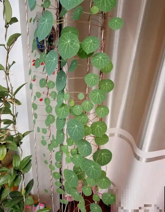 家里养棵“丑八怪”，霸气镇宅，越养越爱