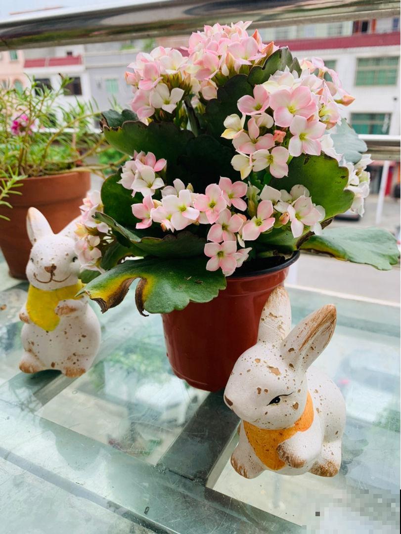 一盆花开出三个颜色，能变色的花特神奇，现在养正是开花季