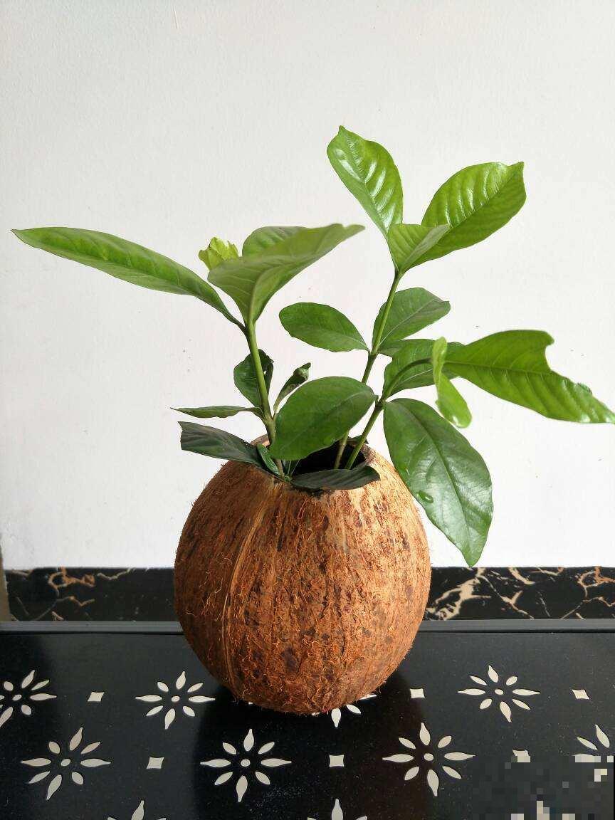 养花人的“抠”,家里东西不敢扔,拿来养花最合适 养花人的“抠”,家里东西不敢扔,拿来养花最合适