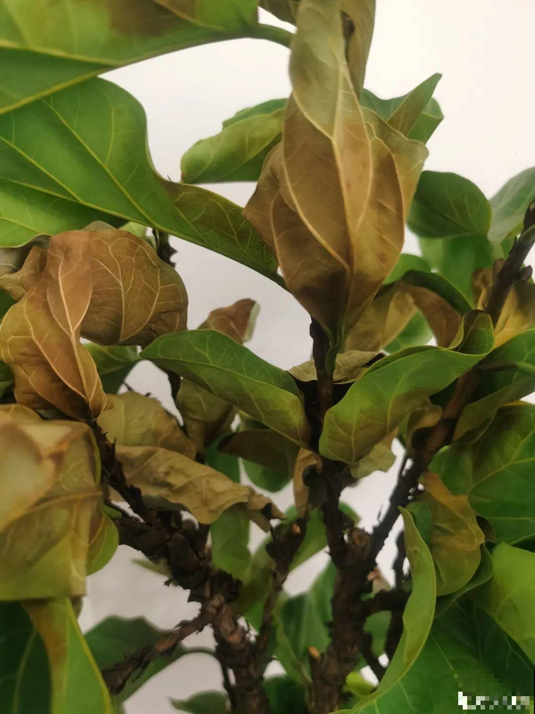 公认的难养花，买一盆死一盆，原来是被动了手脚…