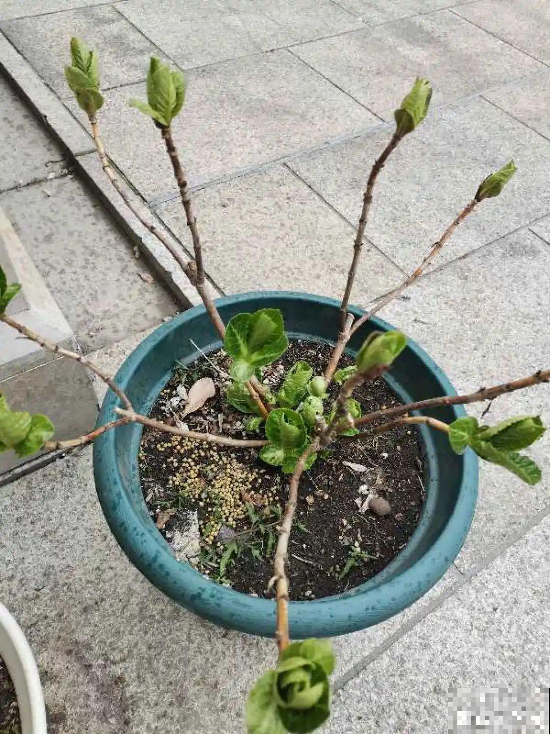 8种花开始慢慢睡醒了， 现在长得正旺，多浇水施肥， 开花更多！