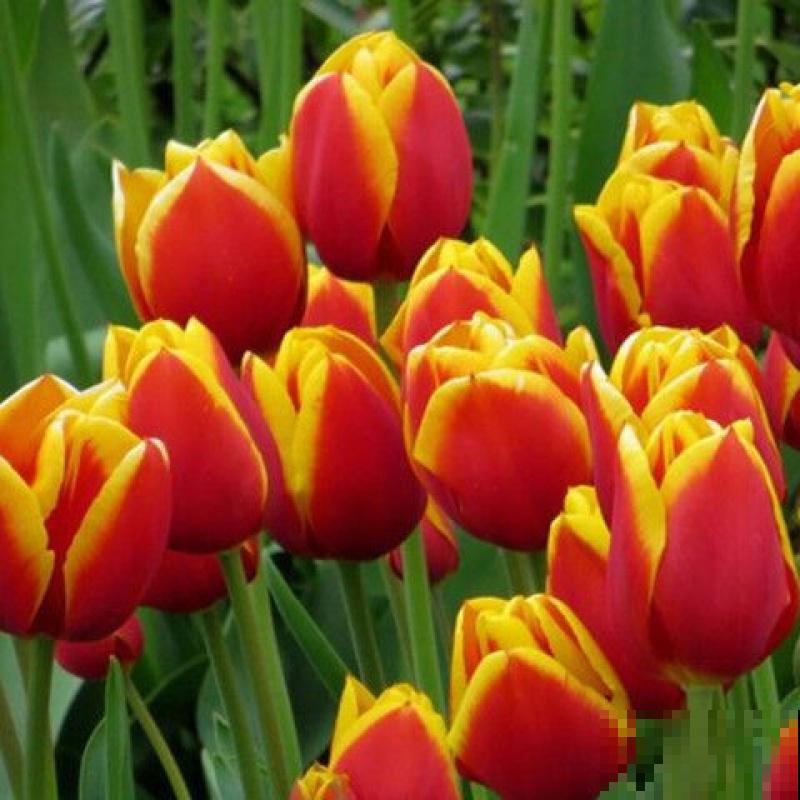 5种花真是“一举两得”,开花之后剪下来,插花瓶里颜值更高 5种花真是“一举两得”,开花之后剪下来,插花瓶里颜值更高