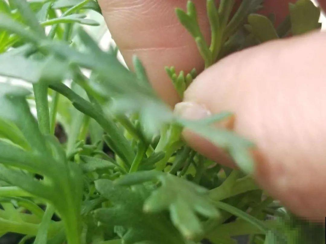 8种花赶紧剃头，剃得越狠，开花越多