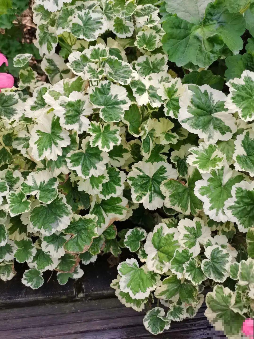 超好看的小野花，春天野外一大片，挖几棵回家还能泡茶