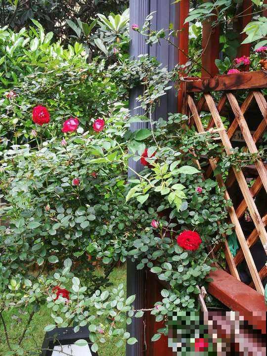 庭院养花还不知道怎么选?现在就教你,庭院一年四季美到头! 庭院养花还不知道怎么选?现在就教你,庭院一年四季美到头!