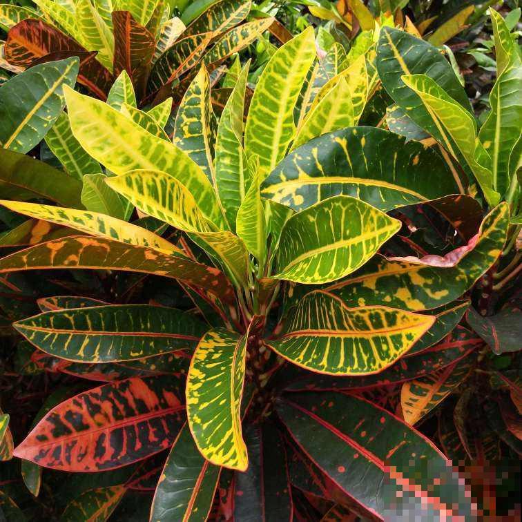 4种有花别养家里，出门也要离远点，因为有毒！