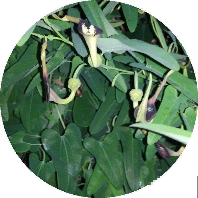 医院大门口,一男子竟被一片叶子砸晕,这叶子可真够大的 医院大门口,一男子竟被一片叶子砸晕,这叶子可真够大的