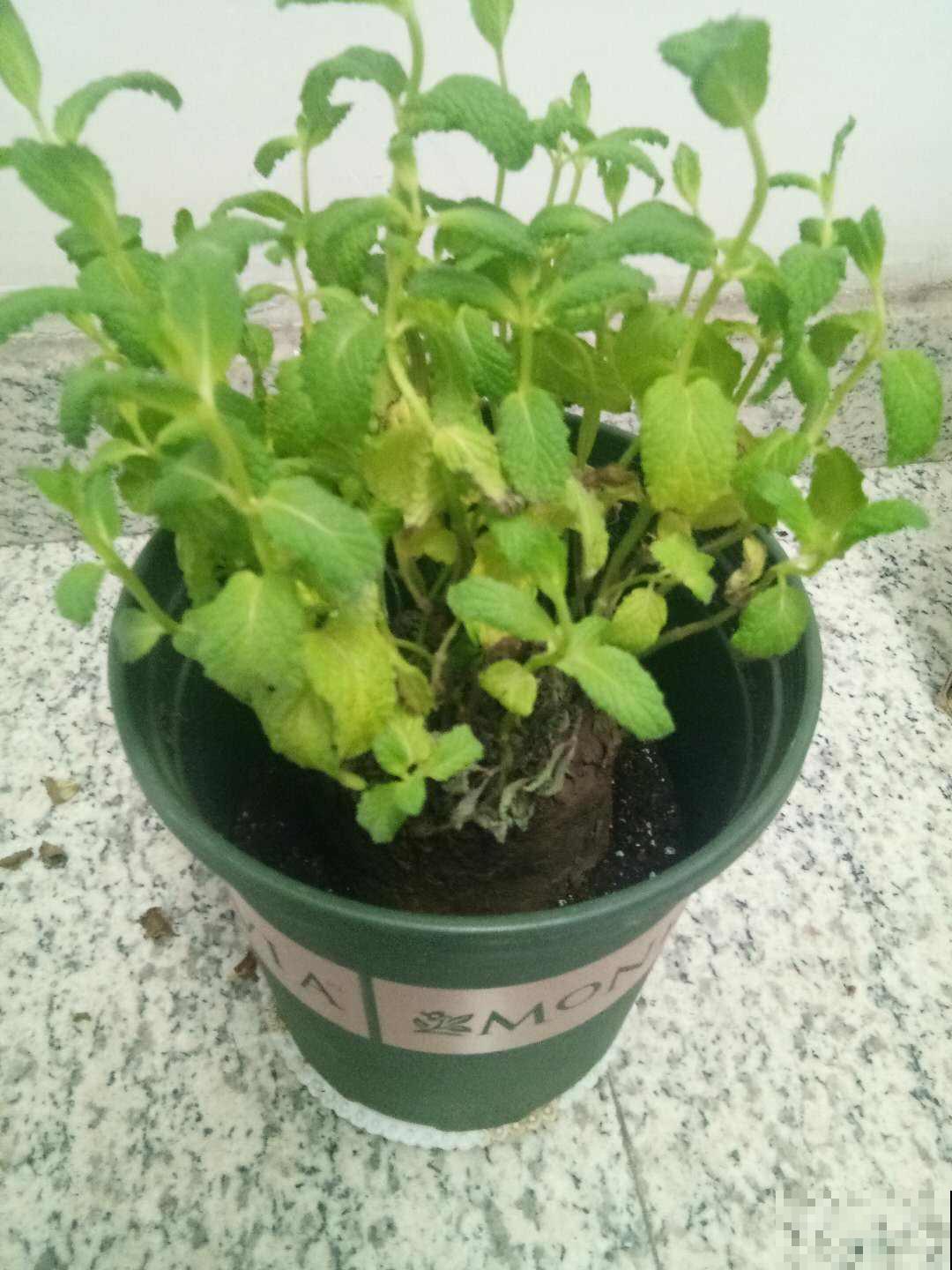 在家薄荷这么养,简单好看,闻着就神清气爽! 在家薄荷这么养,简单好看,闻着就神清气爽!