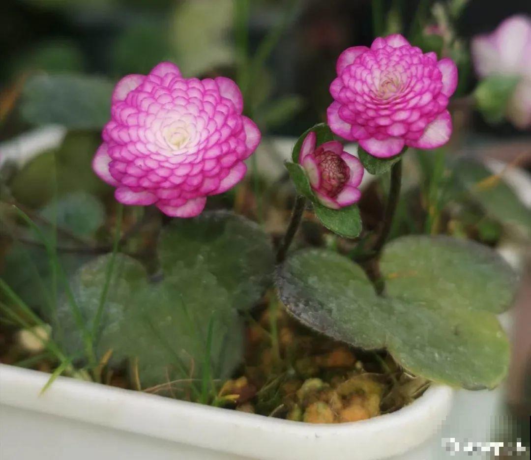 在家种一盆小草,开花的时候,惊艳所有人 在家种一盆小草,开花的时候,惊艳所有人