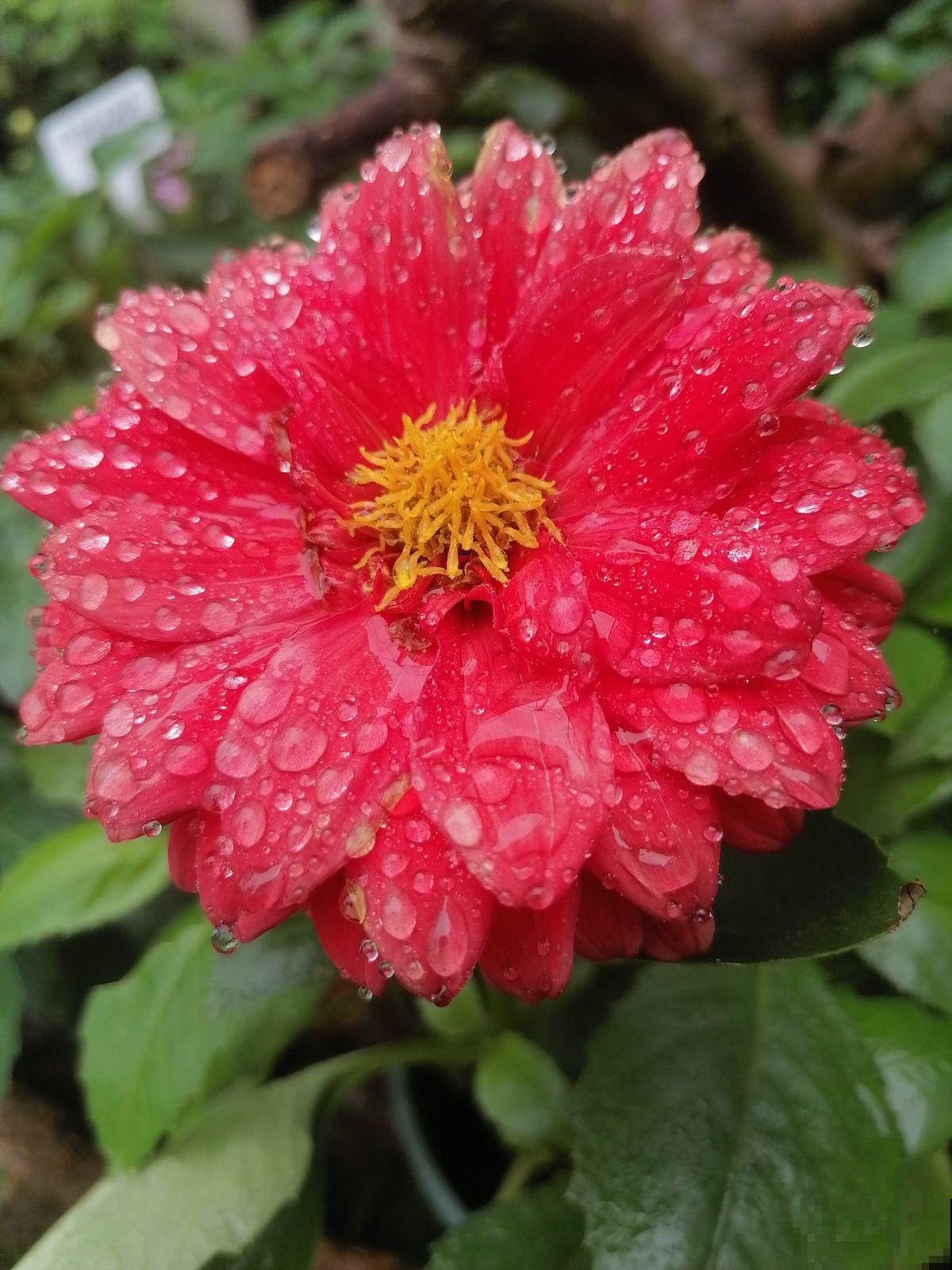 大神不外传的摄影技巧,学会给花拍照,每一张都超美 大神不外传的摄影技巧,学会给花拍照,每一张都超美