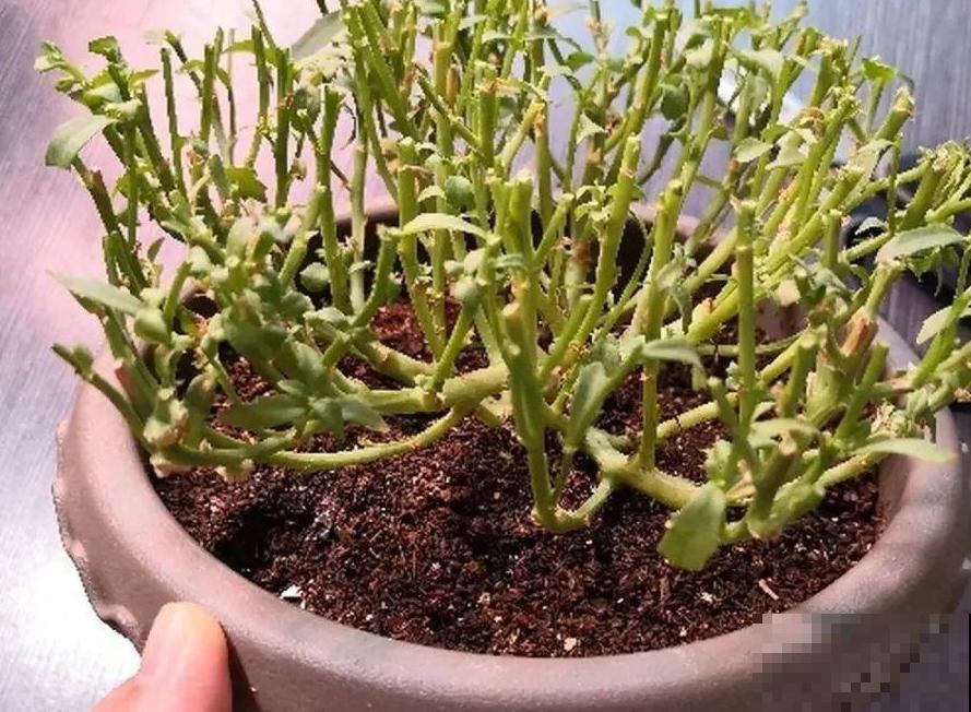 春天给花修剪,花才能呼呼开,俩月开爆盆 春天给花修剪,花才能呼呼开,俩月开爆盆