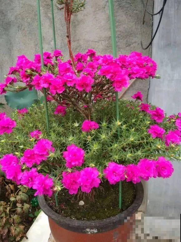 5年的马齿苋，长成“一棵小树”，真头一回见