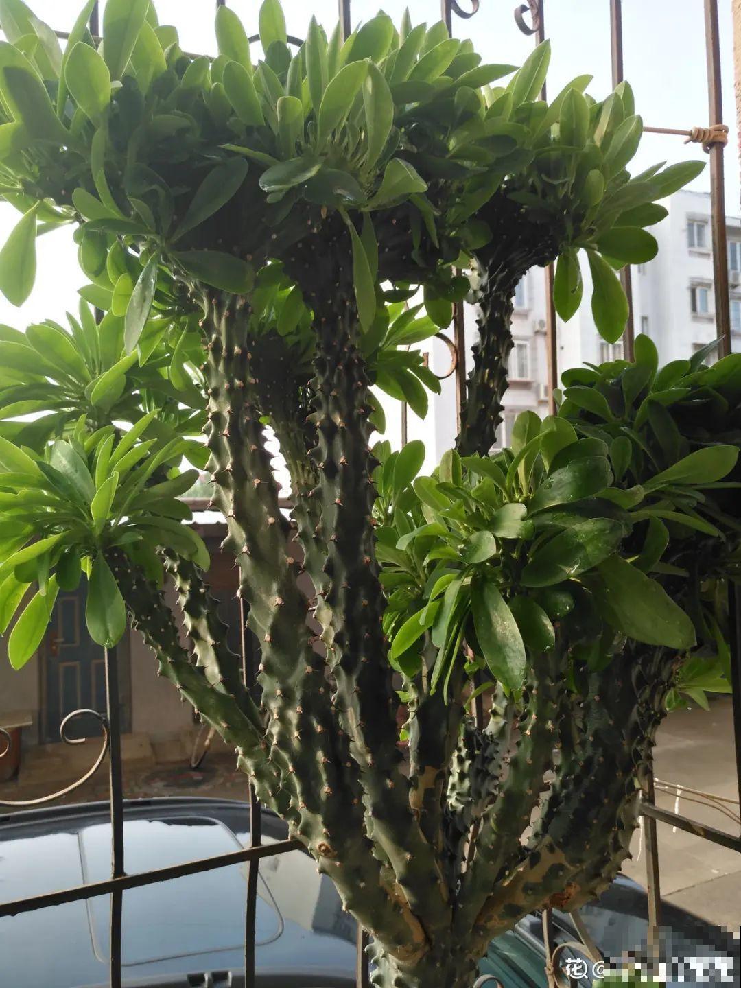 家里养棵“丑八怪”，霸气镇宅，越养越爱