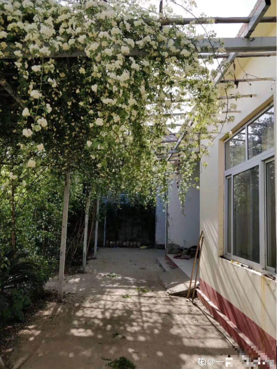 家里养盆香水花,满屋子飘香,还能净化空气 家里养盆香水花,满屋子飘香,还能净化空气