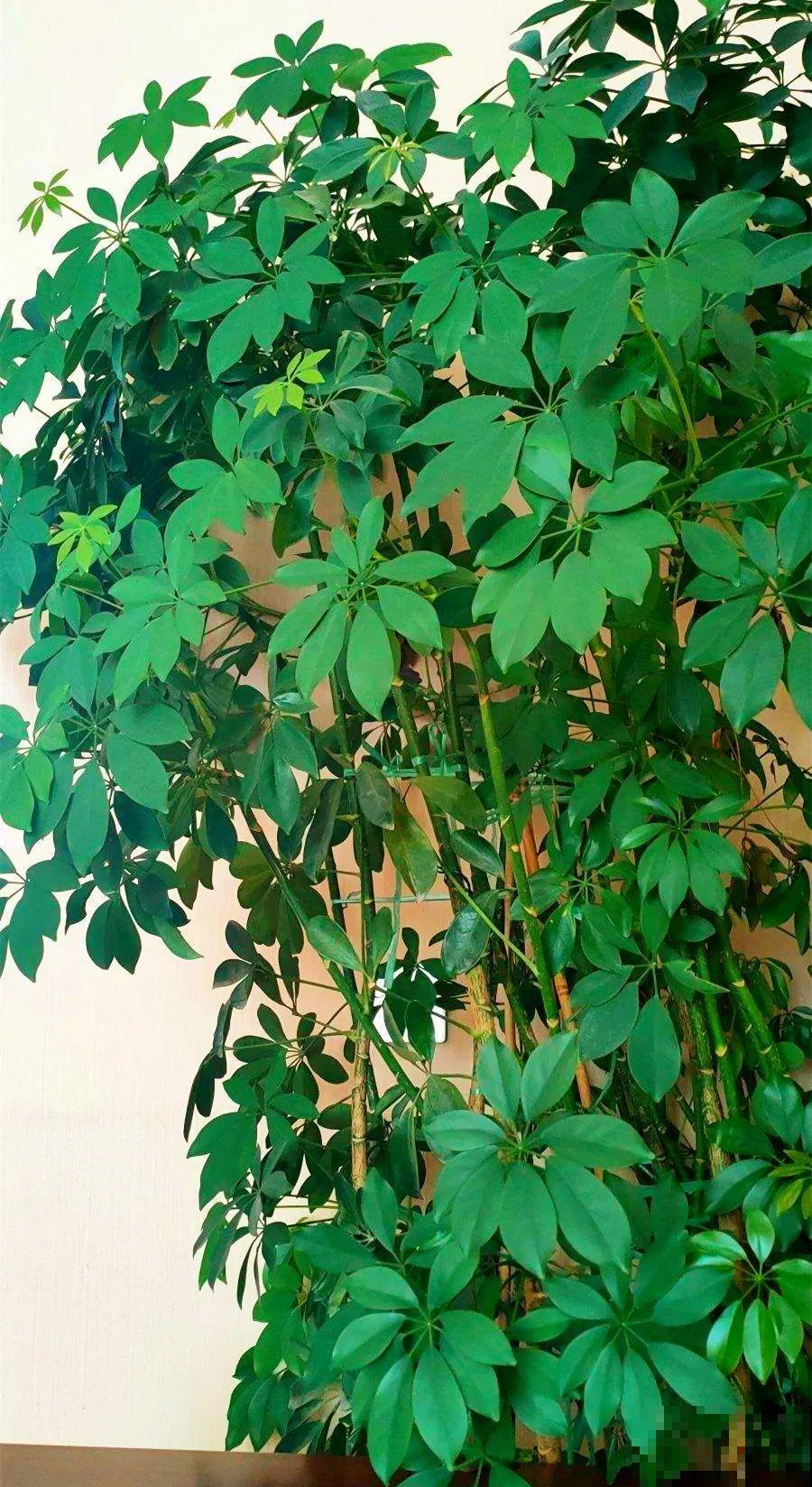 10种花越高越值钱,能长到2米,大高个霸气镇宅! 10种花越高越值钱,能长到2米,大高个霸气镇宅!