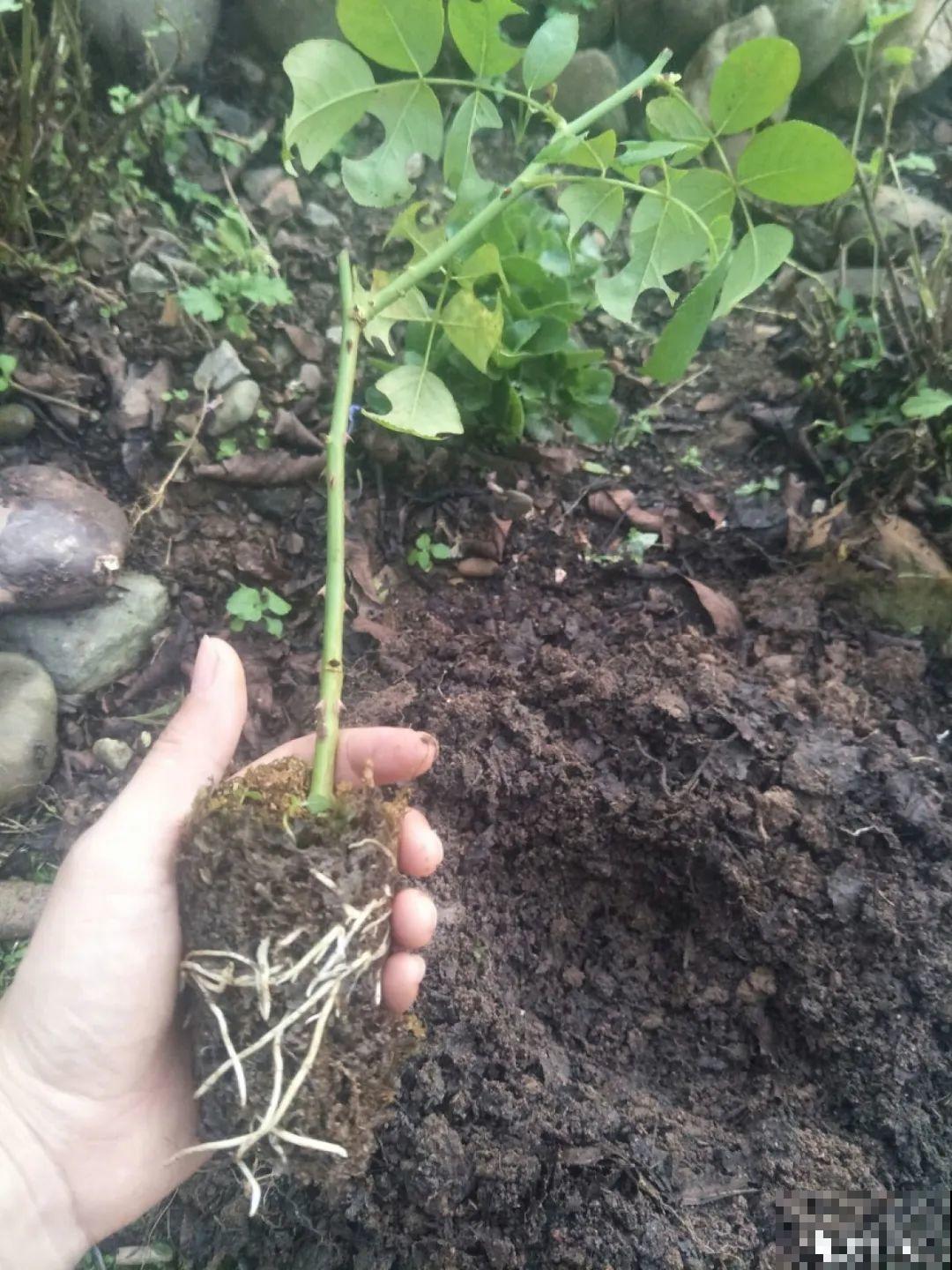 春天的大粗杆子，直接插土里，很快就生根