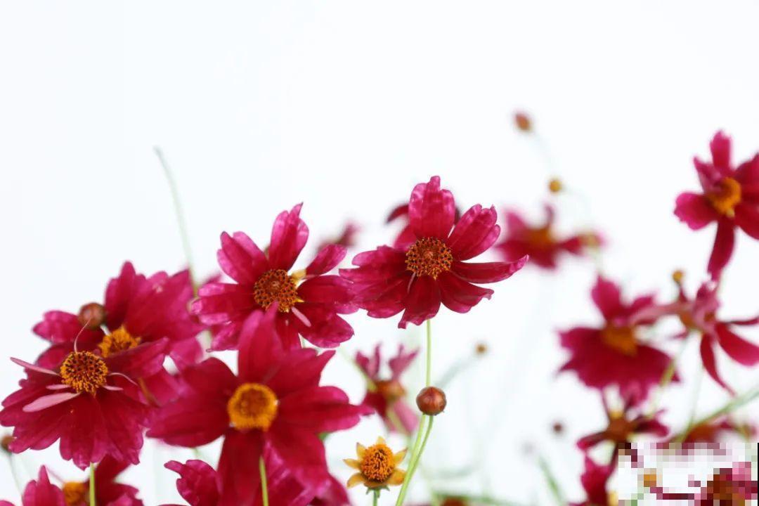 夏天里超能开的花，爆花上百朵，开完剪一刀，很快又爆花