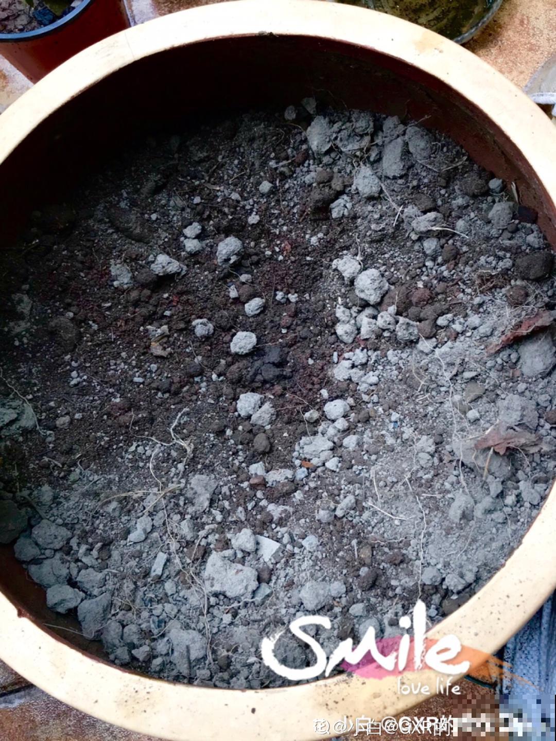 夏天扦插最好活，剪个枝条插土里，10天就生根！