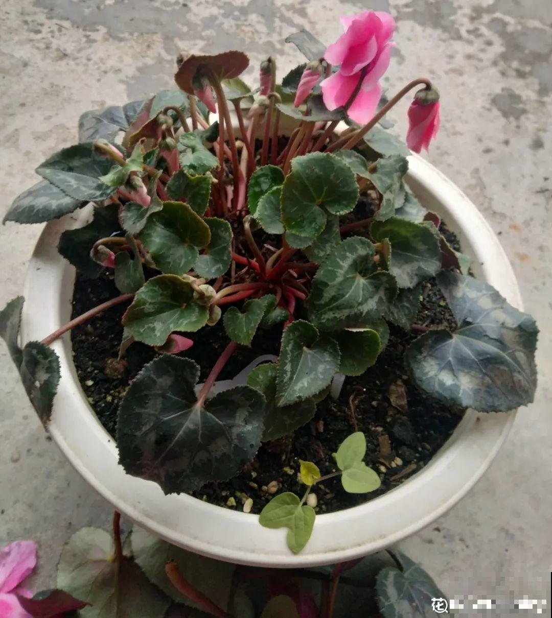 10种花夏天要休眠,必须控制浇水,不然全都浇死了 10种花夏天要休眠,必须控制浇水,不然全都浇死了