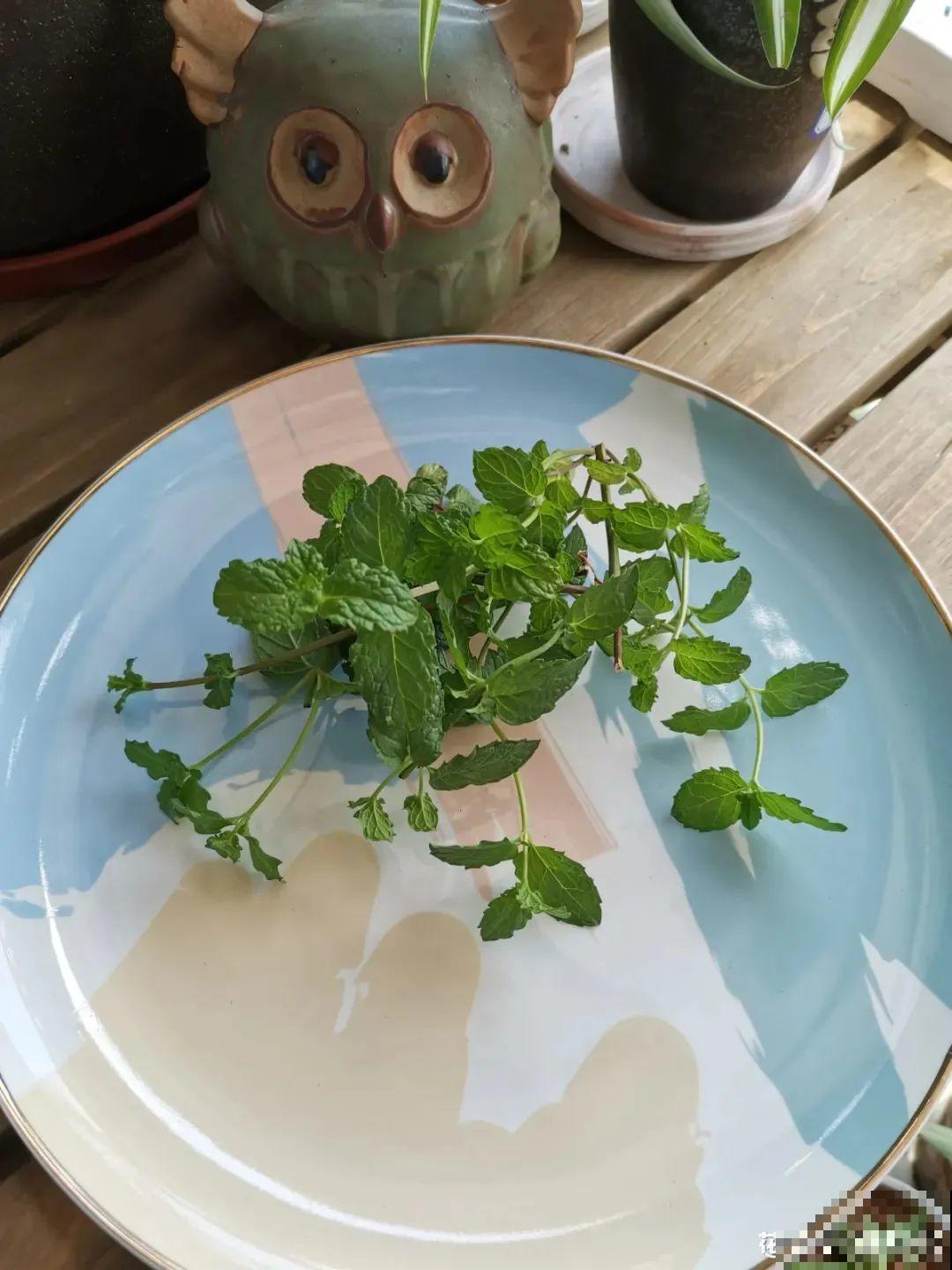 春天开始养薄荷, 等到天热了,爆出一大盆 春天开始养薄荷, 等到天热了,爆出一大盆