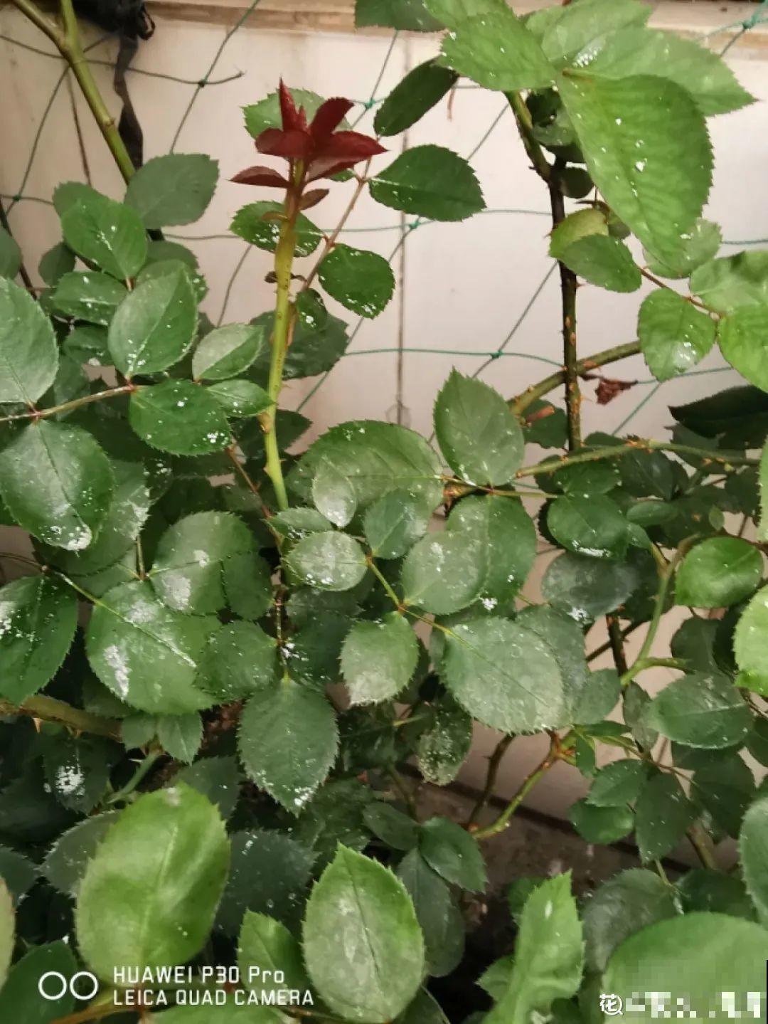 8种花开始慢慢睡醒了， 现在长得正旺，多浇水施肥， 开花更多！